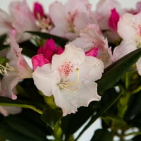 Саутгейт Грейс рододендрон цъфтящ вечнозелен храст с розови пъпки, които цъфтят Бяло-част слънце, за да засенчи