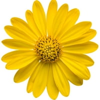 Доказани Победители Жълта Остеоспермум Маргаритка 1. Пт Живи Растения В Саксии
