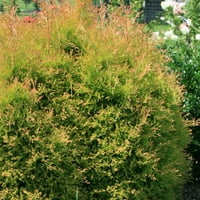 Пожарен главен Арборвити вечнозелен храст със сезонен променящ цвета си листа, вариращи от златисто-жълто