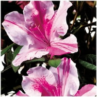 Бис Азалия есенен обрат-храст с бели и лилави цветове-Гал