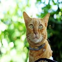 Домашни любимци първи Лос Анджелис зарядни устройства котка яка-издръжлив и тежкотоварни Найлон уеб яка