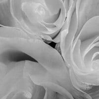 Шедьовър Художествена галерия карамфил Цветен от Майкъл Фарахер платно снимка Арт печат 20 20