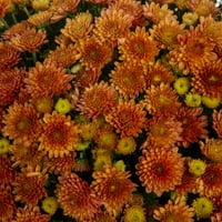 Контейнери направени лесно 2.5 г Мама Оранжев в саксия живи растения падат цветя пълно слънце